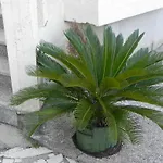 Tiha 察夫塔特