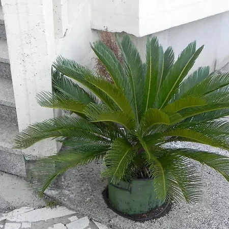 Tiha 察夫塔特